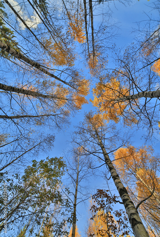 Fototapeta premium fall birches on blue sky background