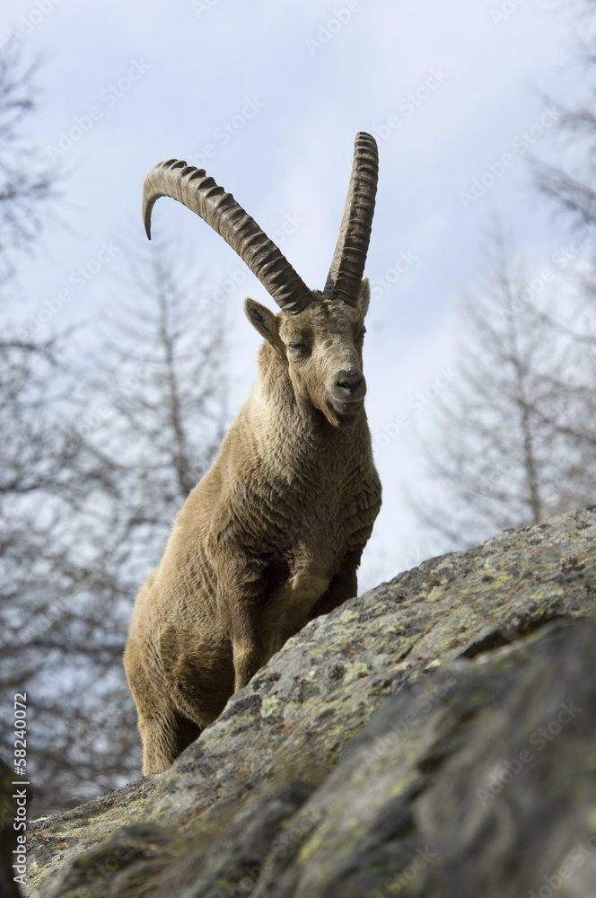 stambecco Capra ibex stambecco Capra ibex
