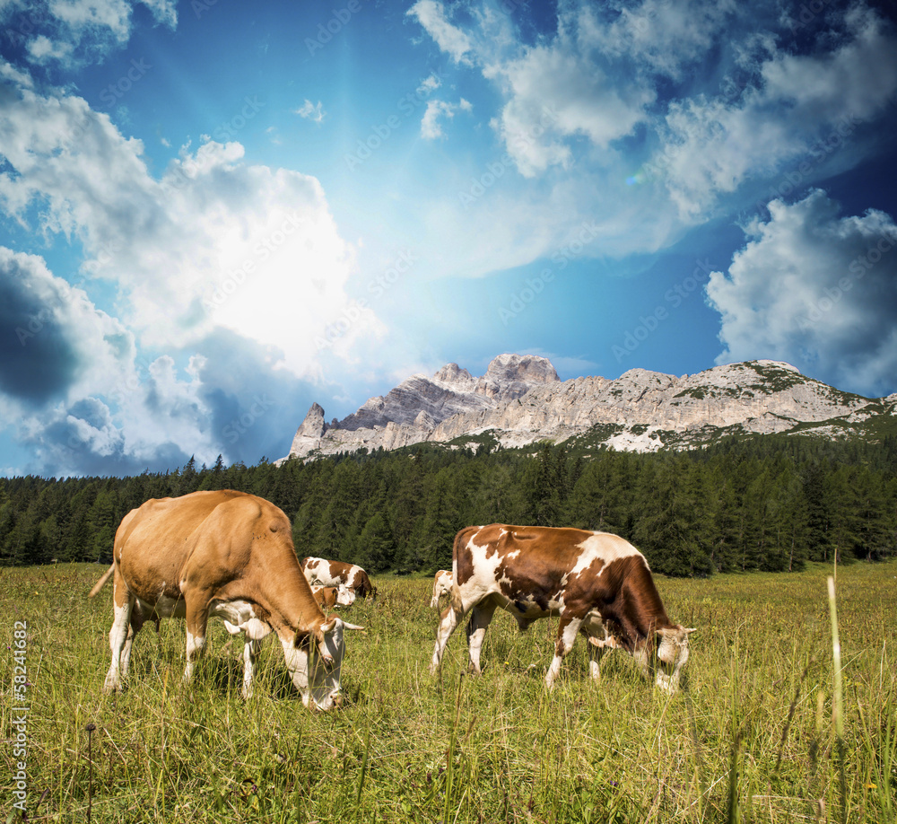 Grazing cows on Dolomites Mountains near Cortina d'Ampezzo