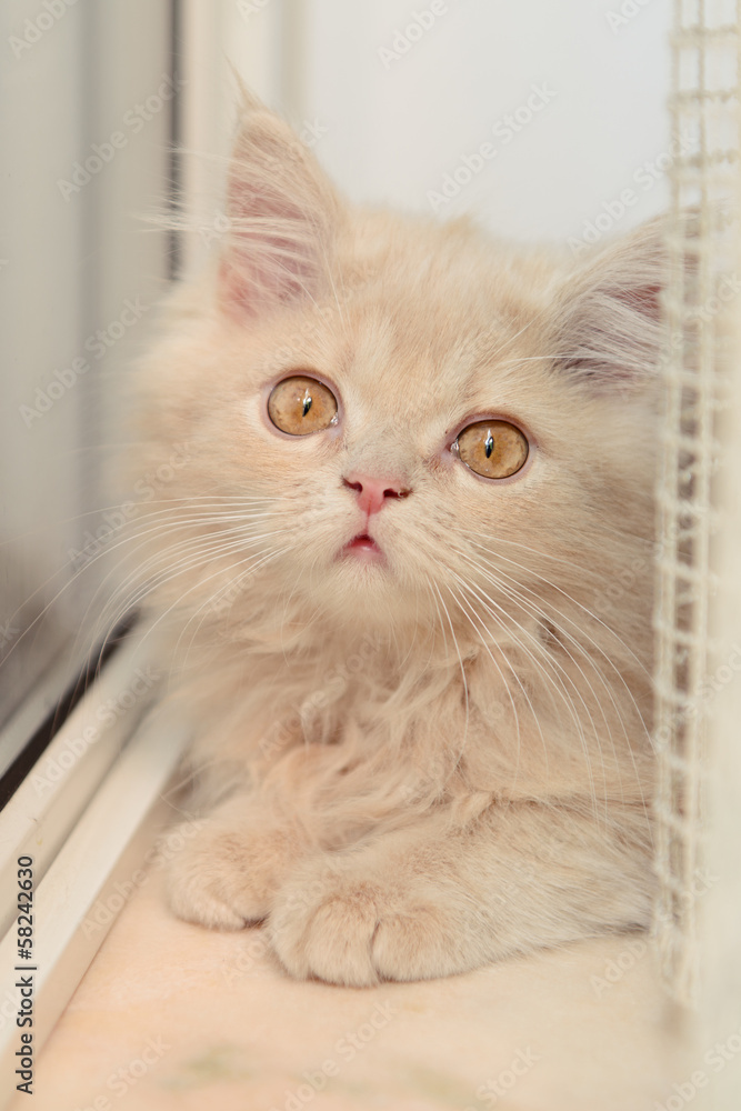 little Persian kitten