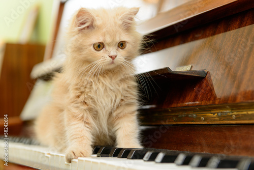Fototapeta Naklejka Na Ścianę i Meble -  cat and piano