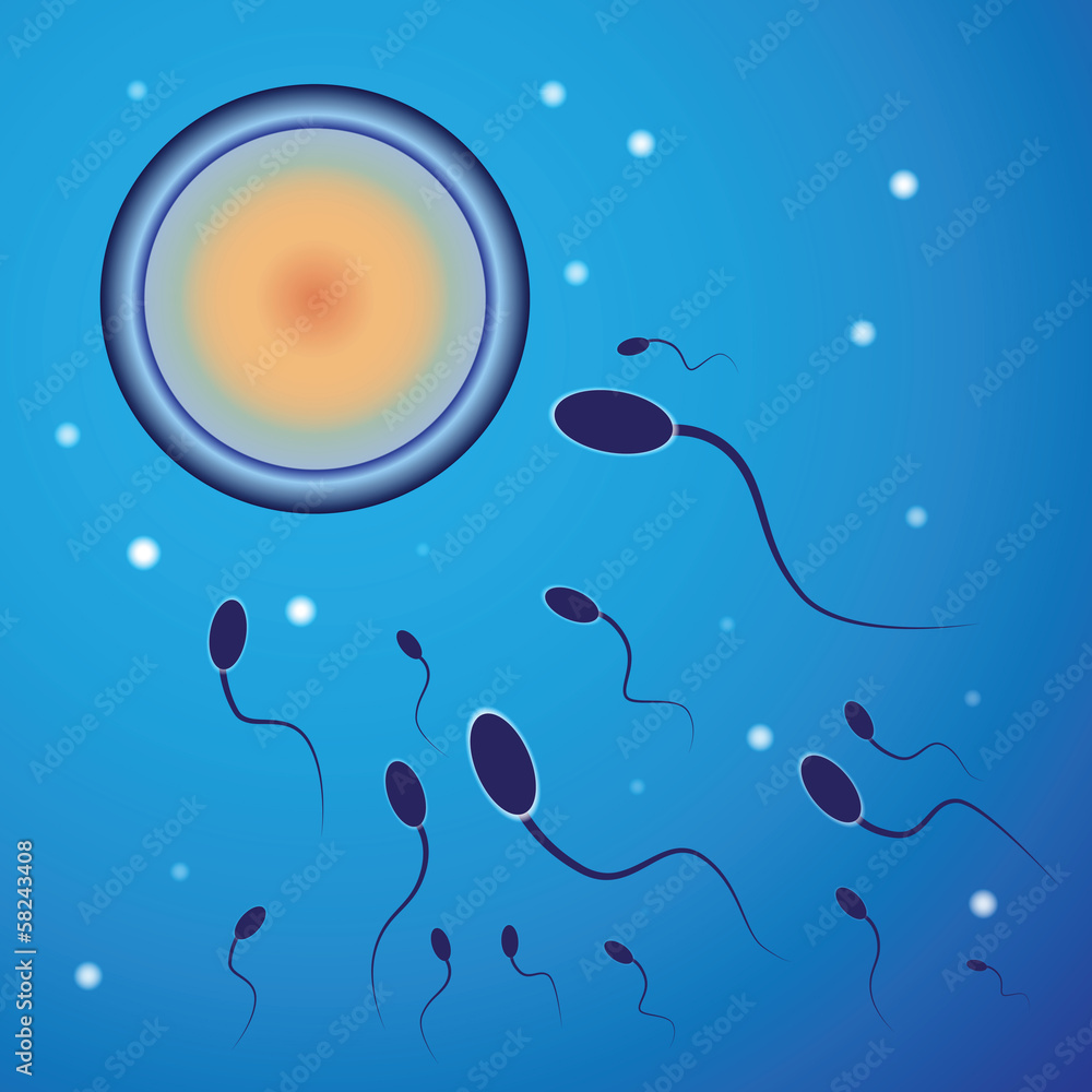 Vector illustration of spermatozoon and egg cell
