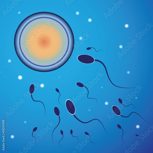 Vector illustration of spermatozoon and egg cell