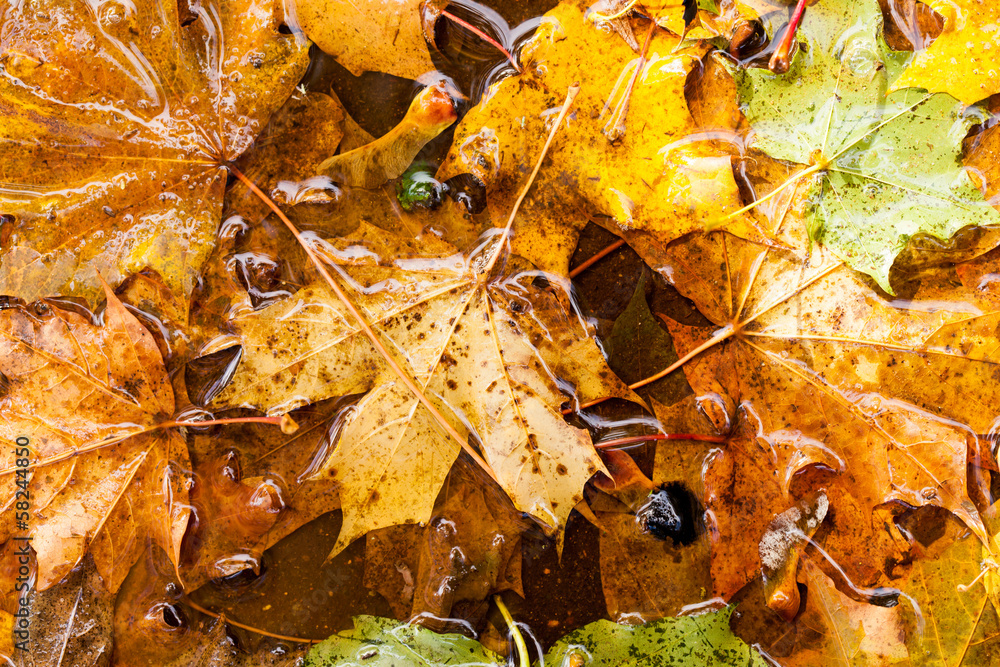 autumn leaves autumn leaves