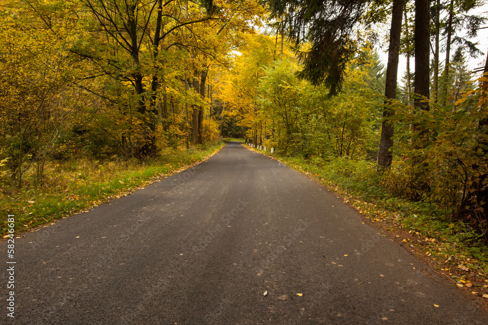 Fototapeta premium Country road along trees in the lush forest