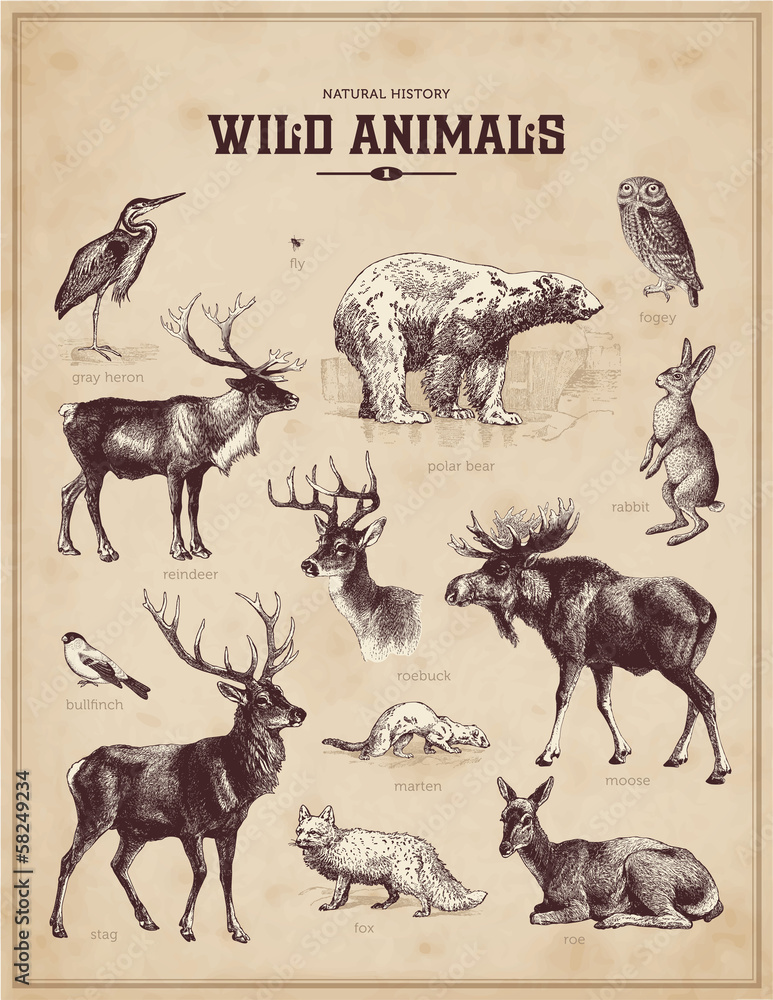 Obraz premium wild animals