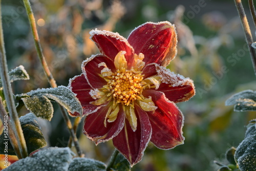 Fototapeta Naklejka Na Ścianę i Meble -  Blumen 282