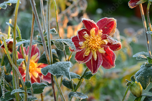 Fototapeta Naklejka Na Ścianę i Meble -  Blumen 283