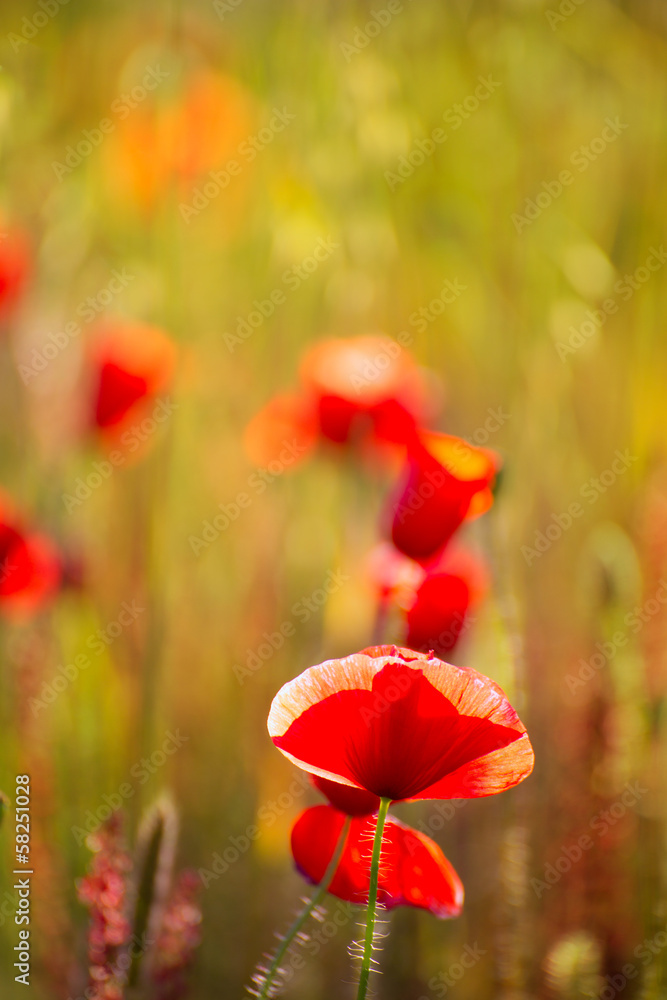 Fototapeta premium Poppies Poppy red flowers in Menorca spring fields
