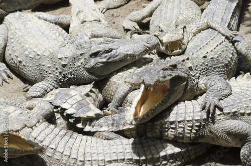 Crocodile Group photo