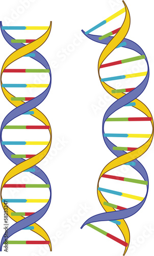 DNA-Doppelhelix  - Modell