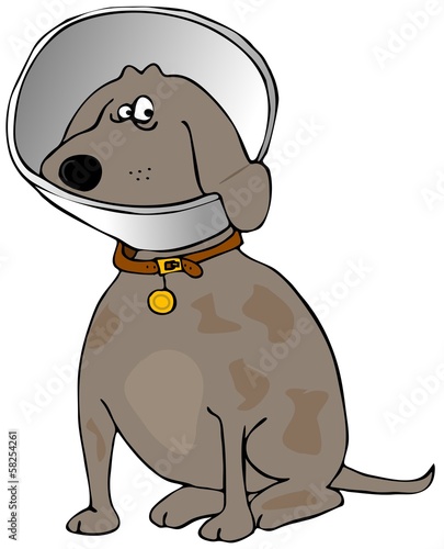 Dog with a head cone