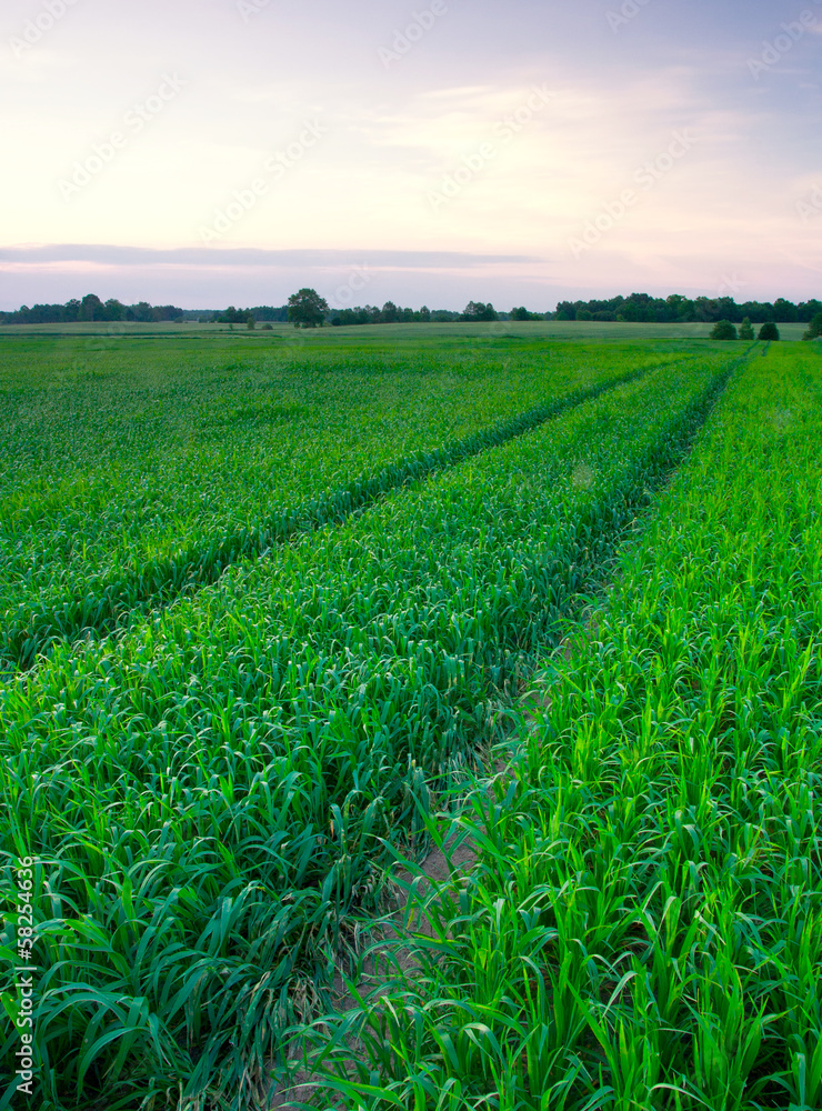 sunset over green rye field sunset over green rye field