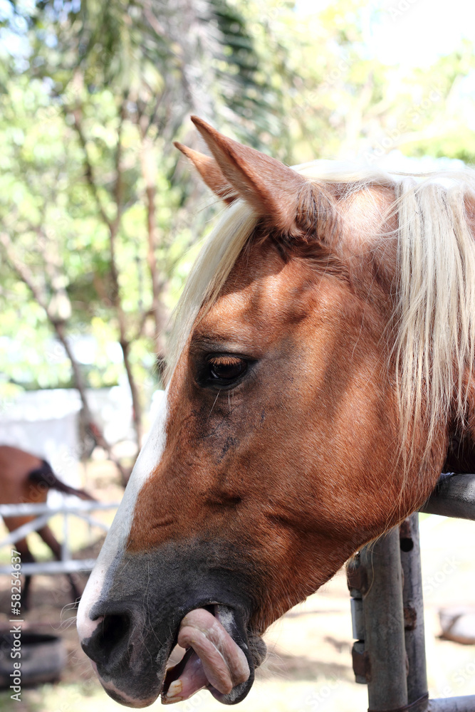 Horse sticks tongue out his mouth Stock Photo Adobe Stock