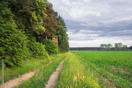 Beautiful meadow landscape