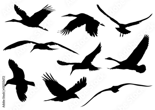 Bird Silhouettes #2