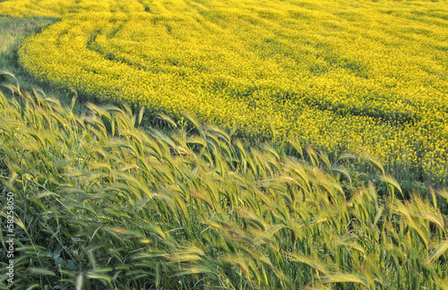 Campo di grano disegnato dal vento photo