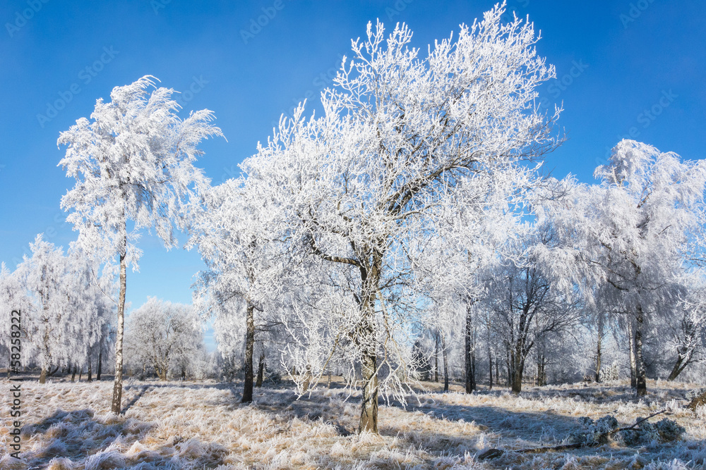 Hoarfrost covered trees