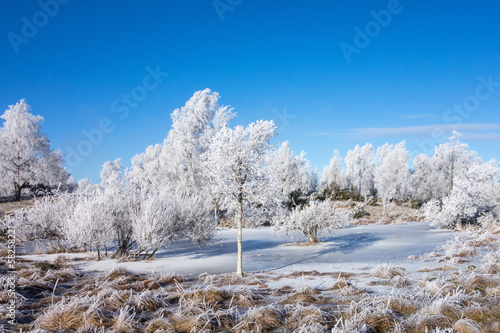 Frozen moor