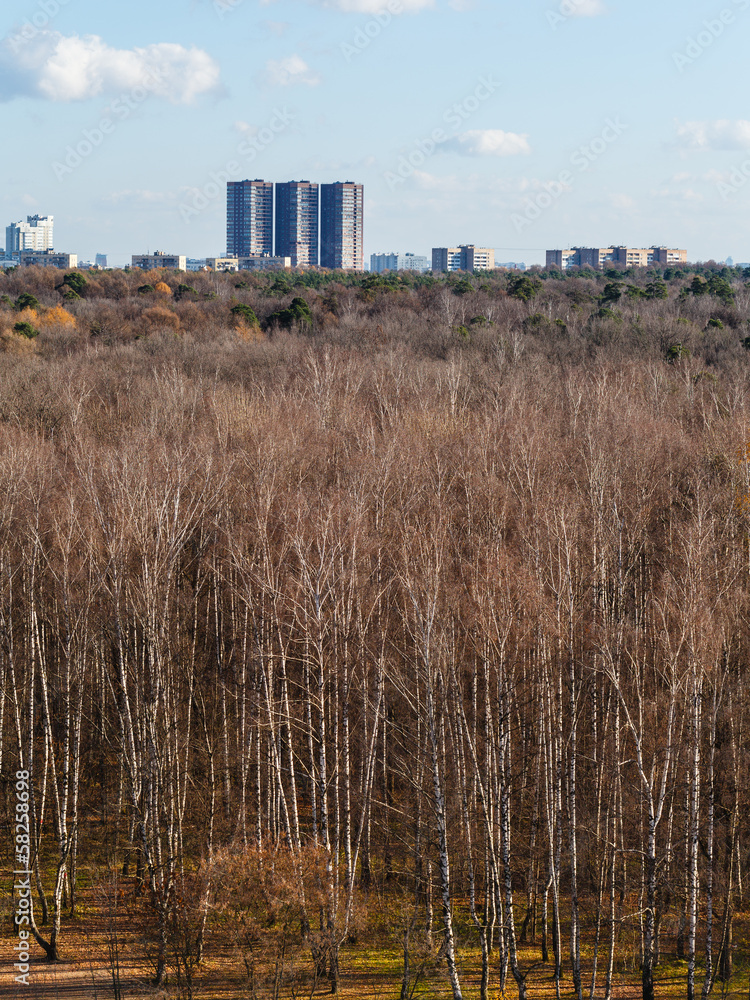 autumn woods with naked trees and urban houses autumn woods with naked trees and urban houses