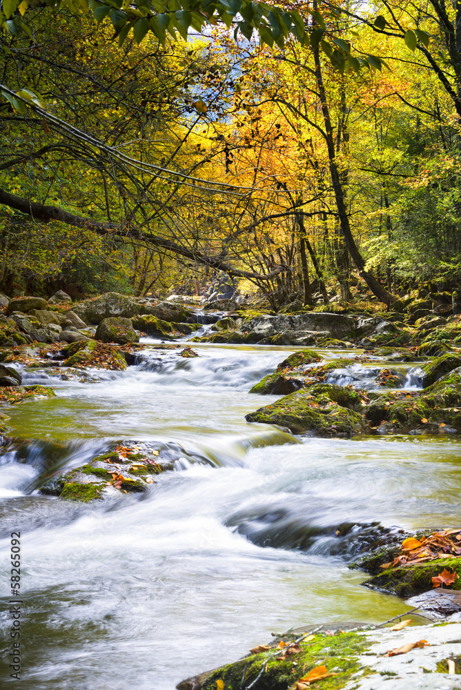 Leaf-strewn Stream in the Smokies Leaf-strewn Stream in the Smokies