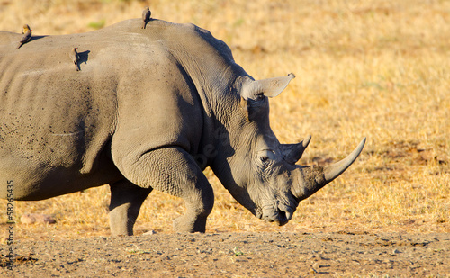 White Rhino  Kruger National Park  South Africa