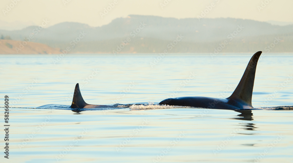 Fototapeta premium Orca Killer Whales swimming.