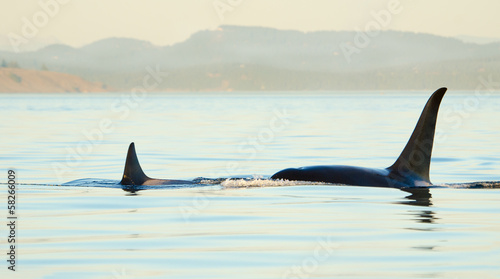 Orca Killer Whales swimming.