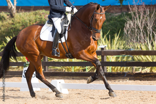 Fototapeta Naklejka Na Ścianę i Meble -  Spanish Horse