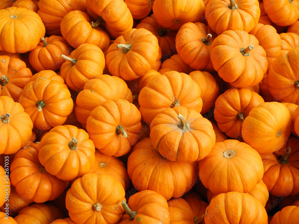 Small pumpkins Small pumpkins