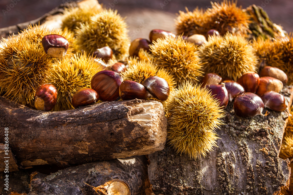 Fototapeta premium Castagne e ricci su tronchi