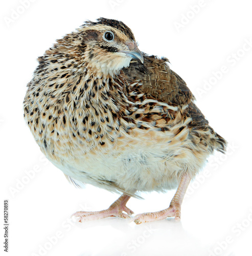 Stampa su tela Young quail isolated on white
