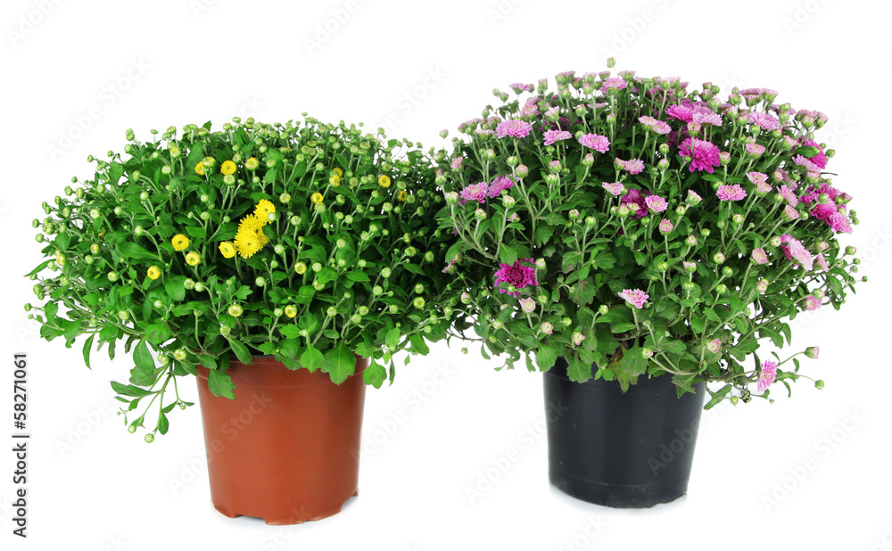 Two chrysanthemum bushes in pots isolated on white