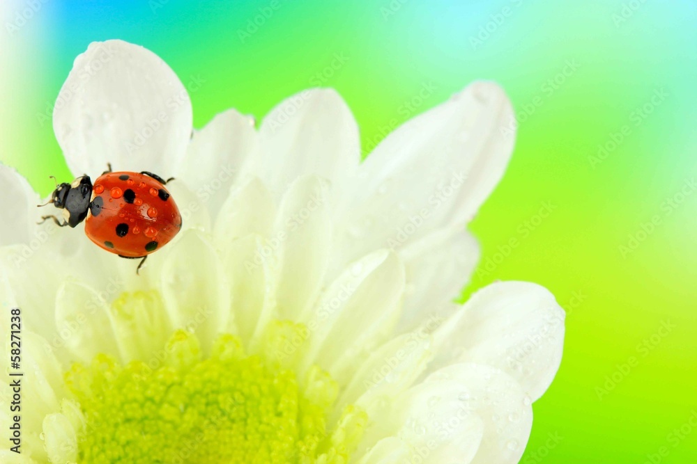 Beautiful ladybird on flower, close up