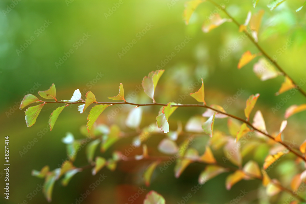 Autumnal background