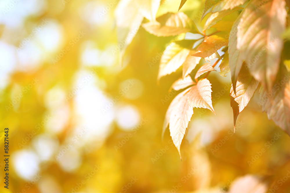 Red leaves on bright background Red leaves on bright background