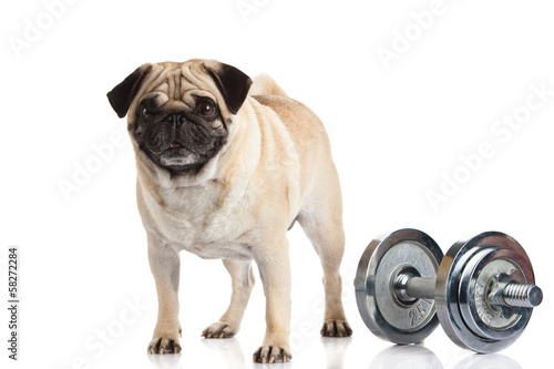 pug dog dumbbell isolated on white background photo