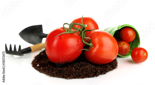 Tomatoes on ground isolated on white