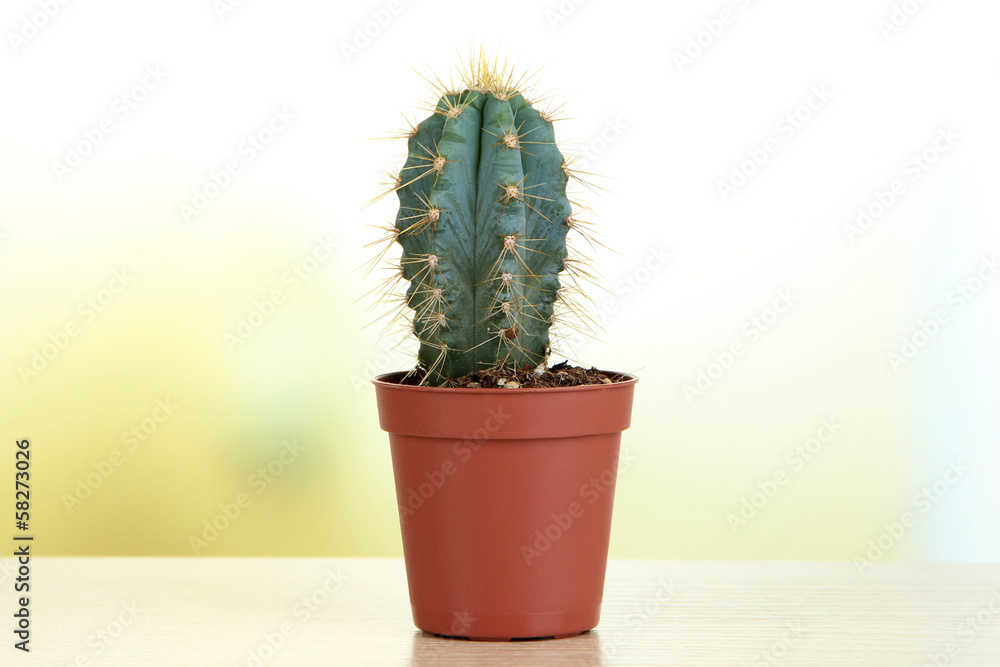Beautiful cactus on wooden table Beautiful cactus on wooden table