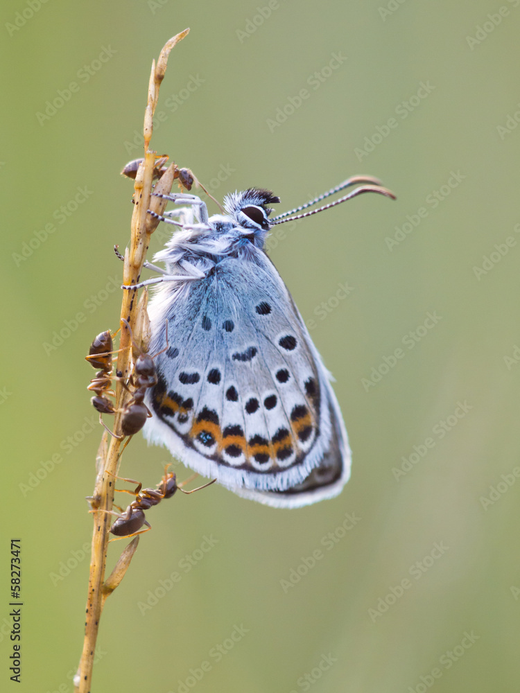 Fototapeta premium Silver Studded Blue Butterfly in symbiosis with red ant