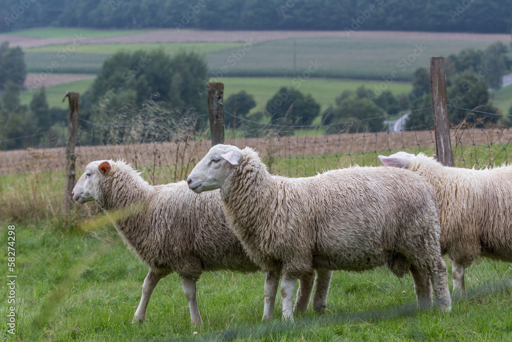Fototapeta premium sheep on a meadow