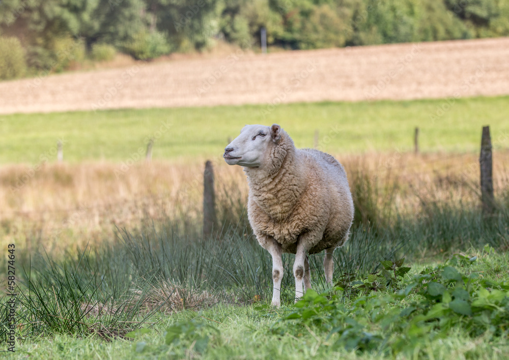 Obraz premium sheep on a meadow