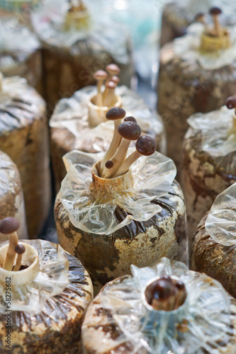 yanagi mushroom farming photo