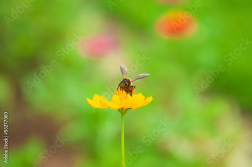 Bee on pollen of yellow flower © khuntapol