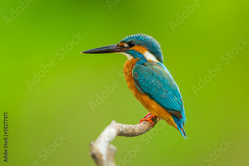 Close up of Common kingfisher © kajornyot