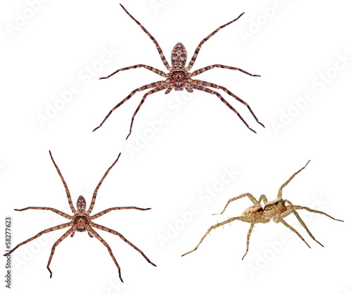 huntsman spiders are isolated on white background