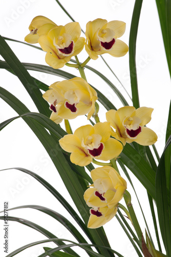 Fototapeta Naklejka Na Ścianę i Meble -  Yellow Orchid flowers over white (Cymbidium sp)