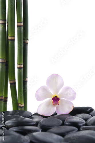 Macro of orchid with bamboo grove on pebbles