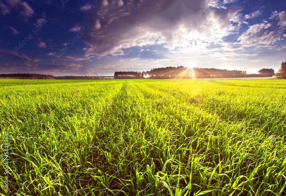 green field with sunset sky