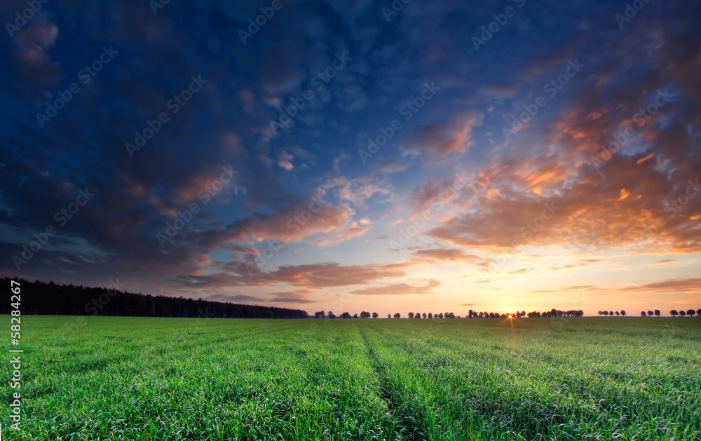 green field with sunset sky